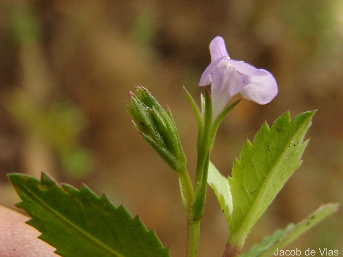 Bonnaya ciliata (Colsm.) Spreng.